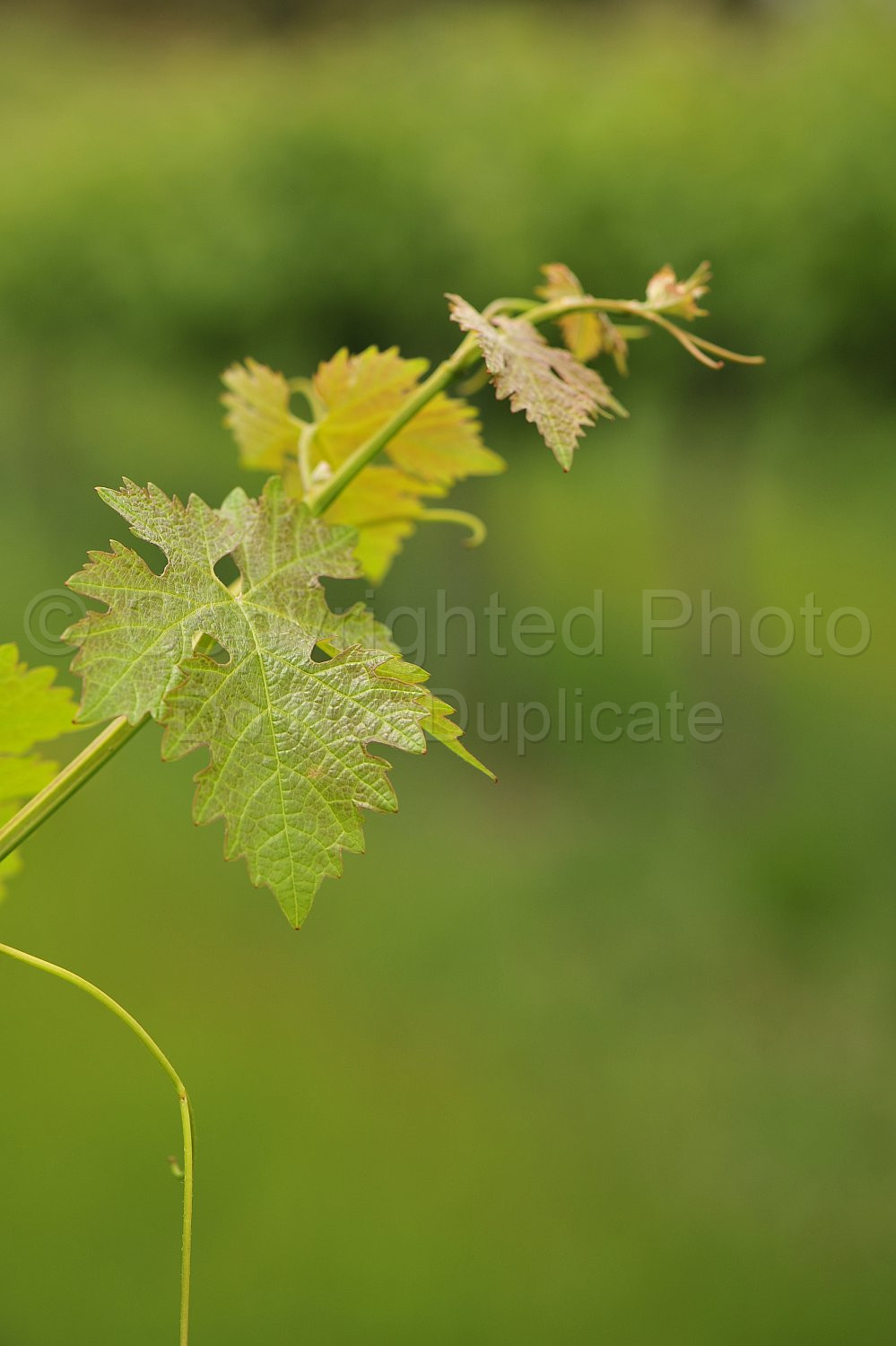 Grape vine