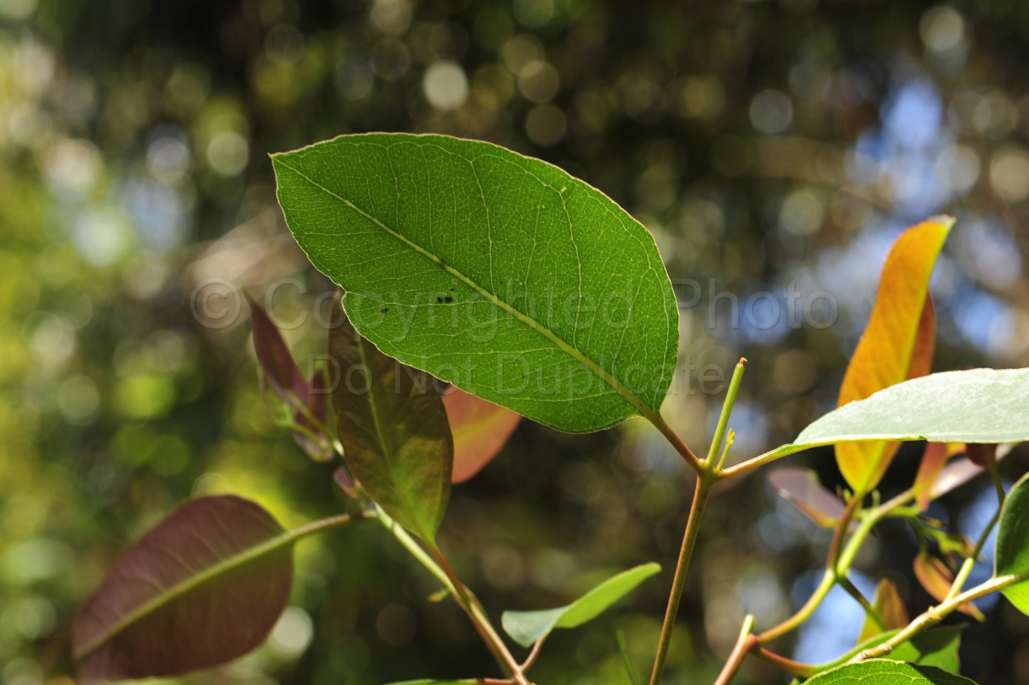 Gum leaf