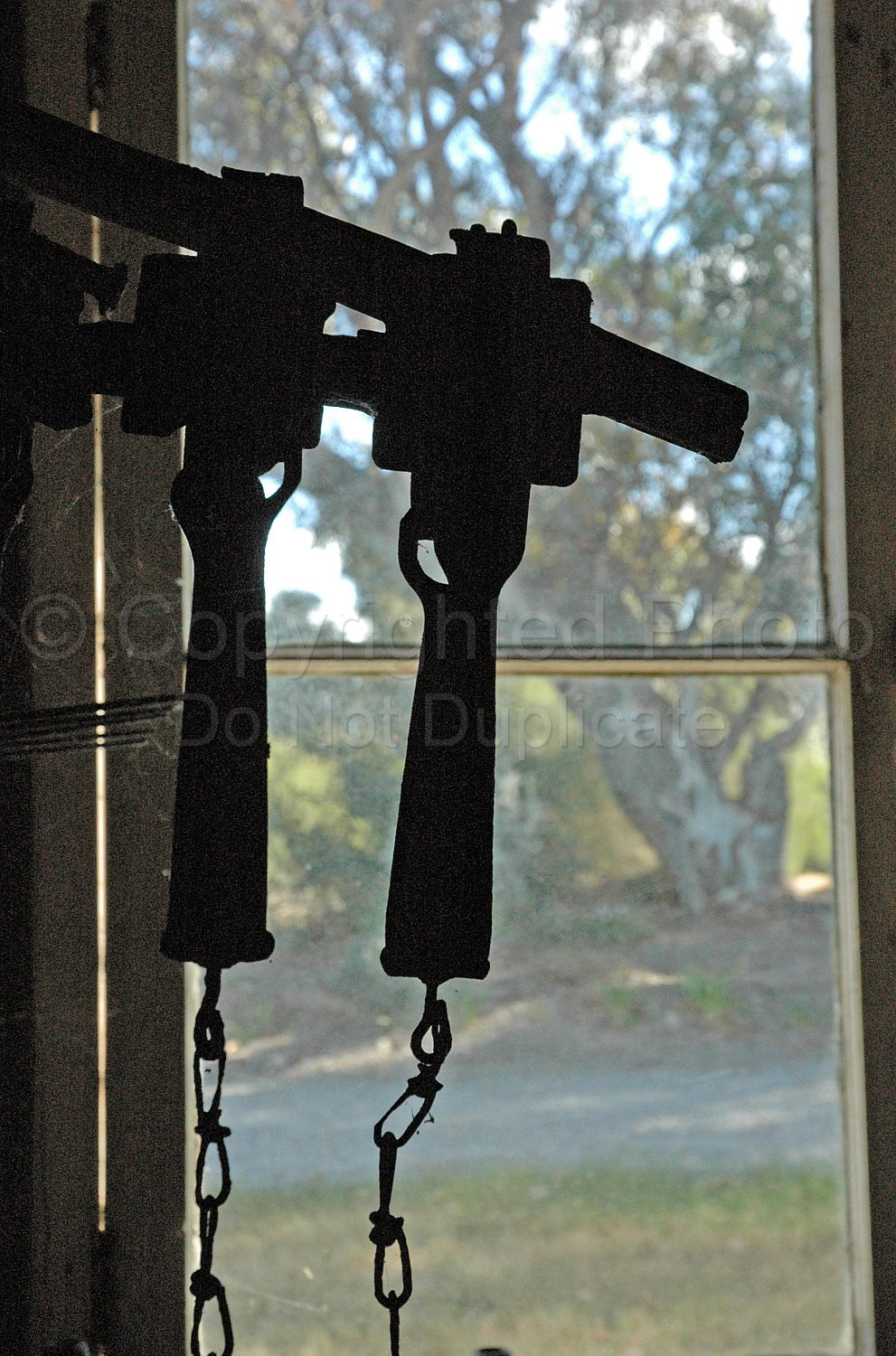 Rabbit Traps in Window