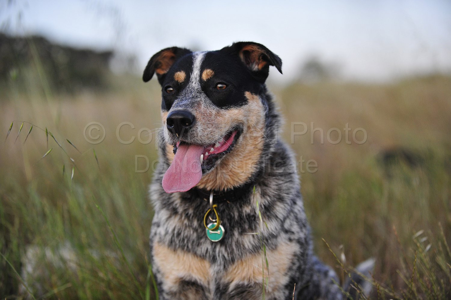 Cattle Dog