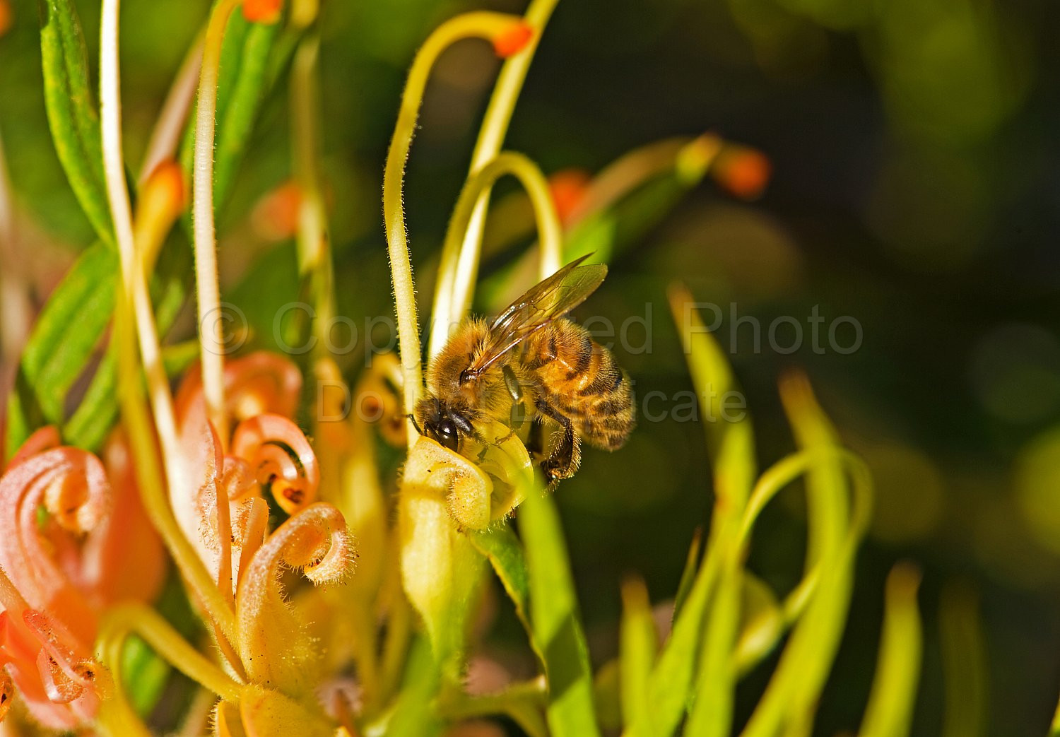 Bee