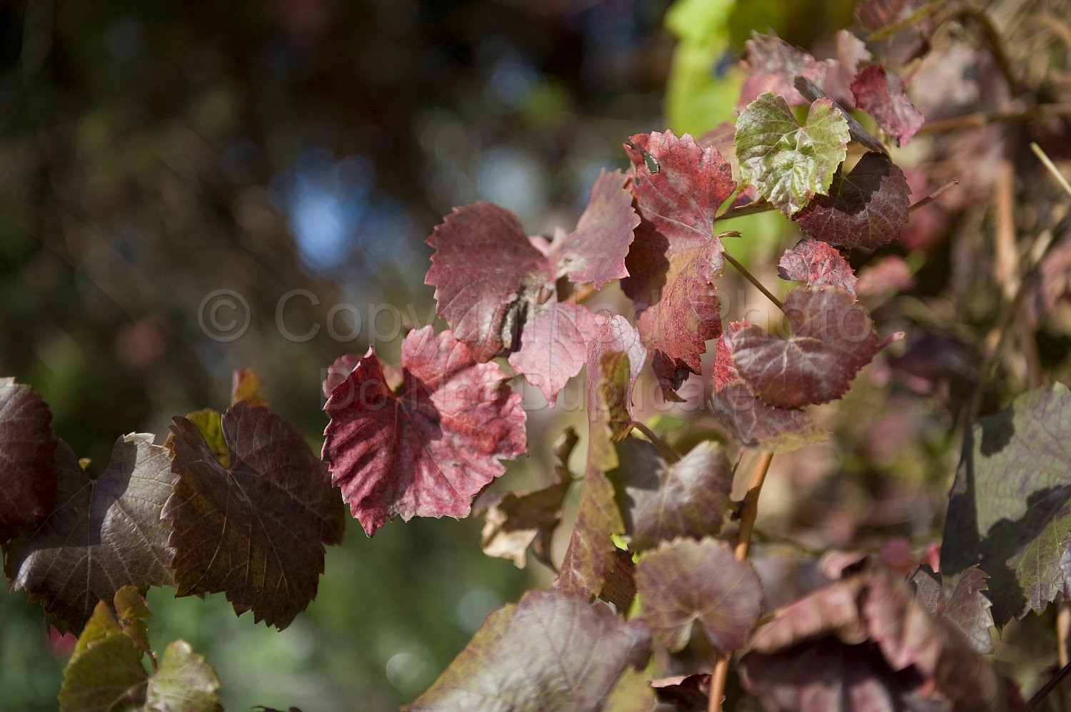 Grape Vine