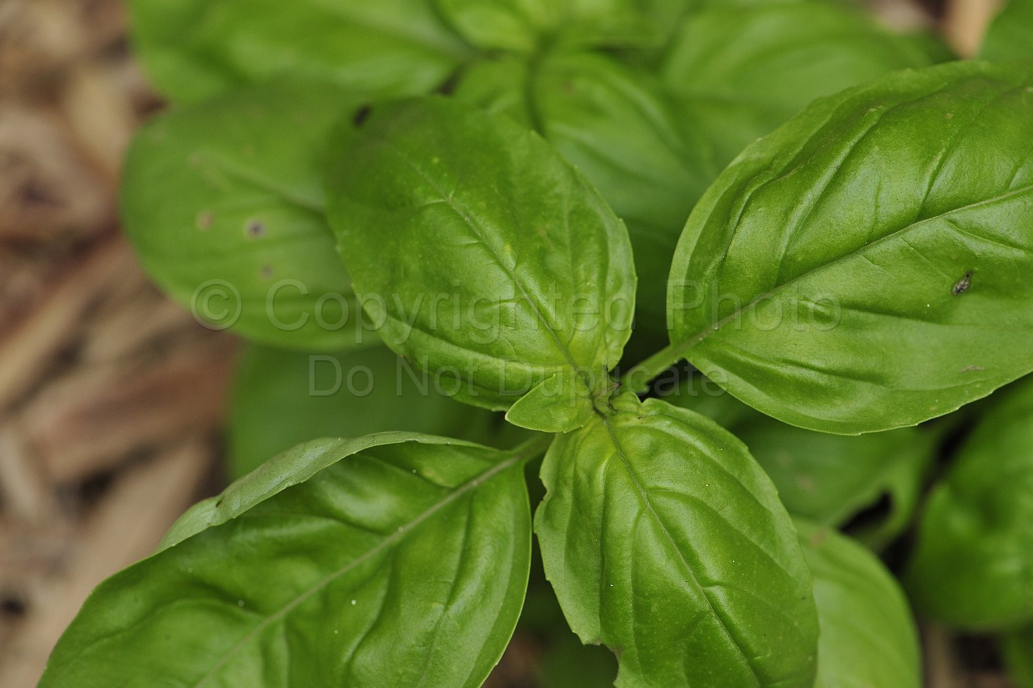 Basil