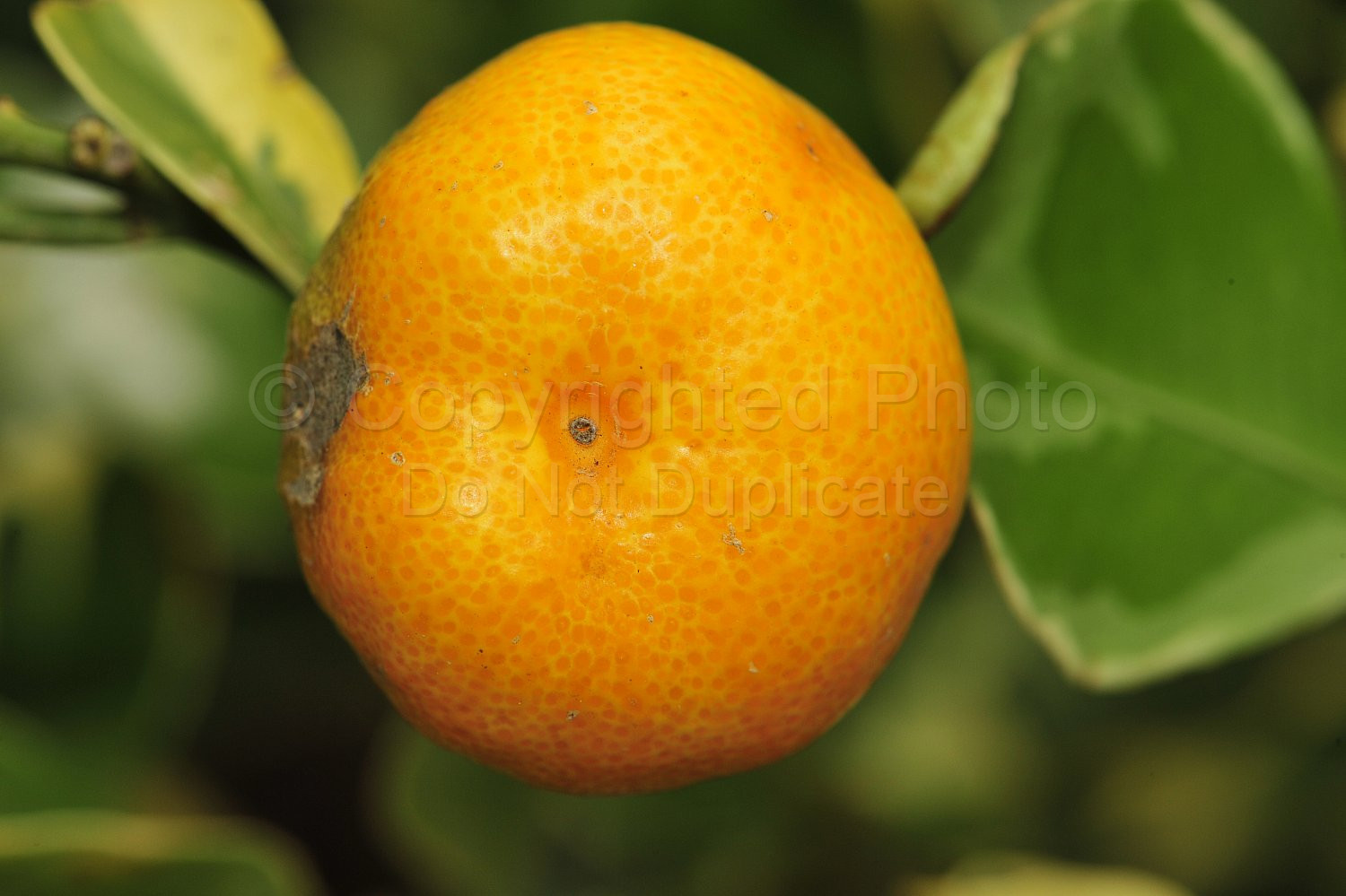 Mandarin