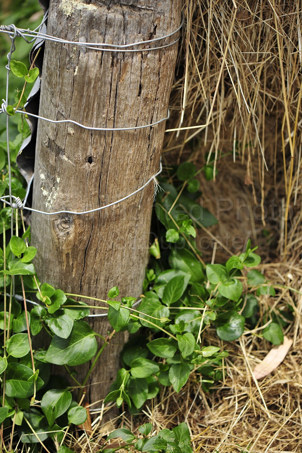 Vineyard post