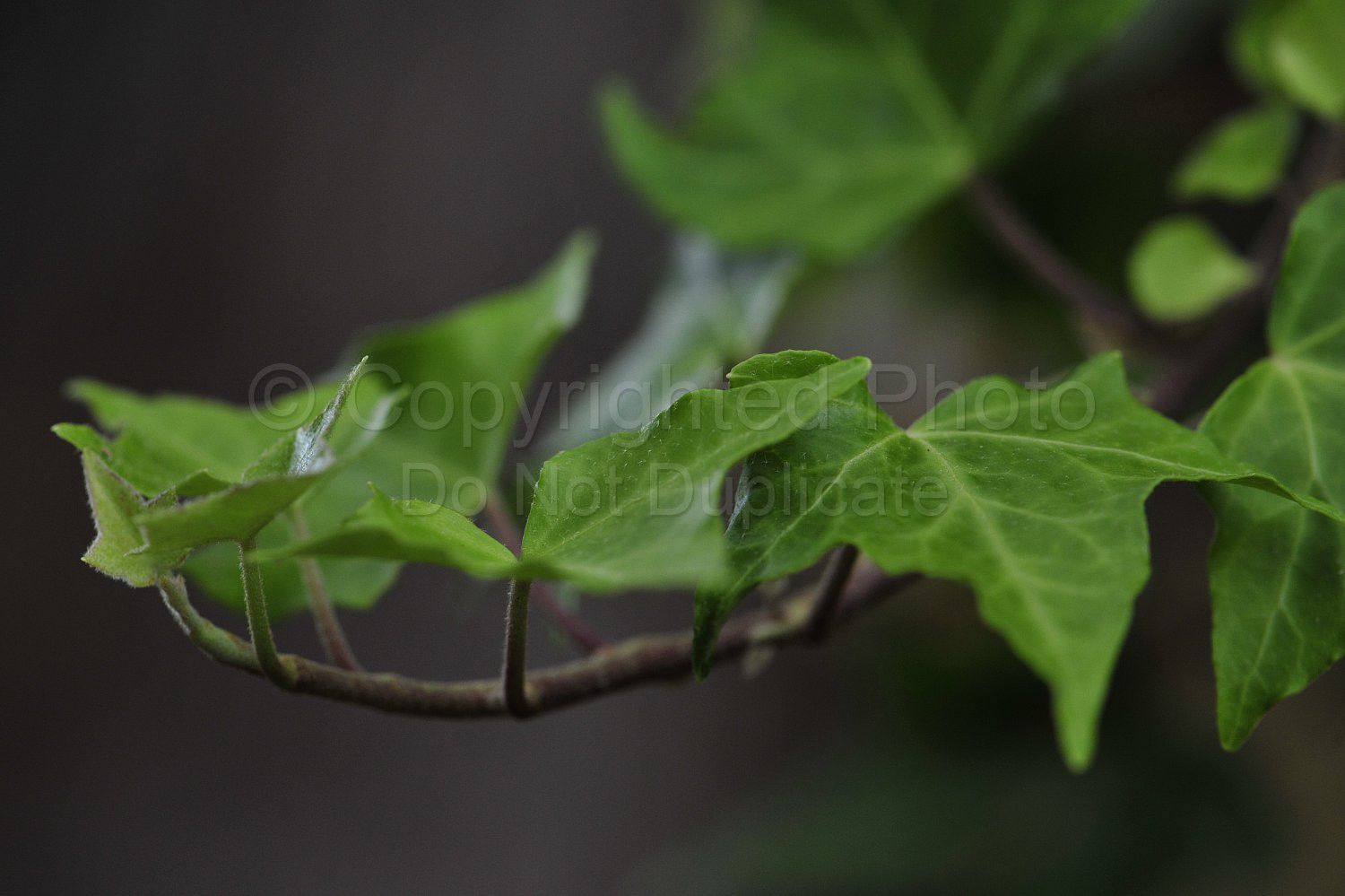 Ivy vine