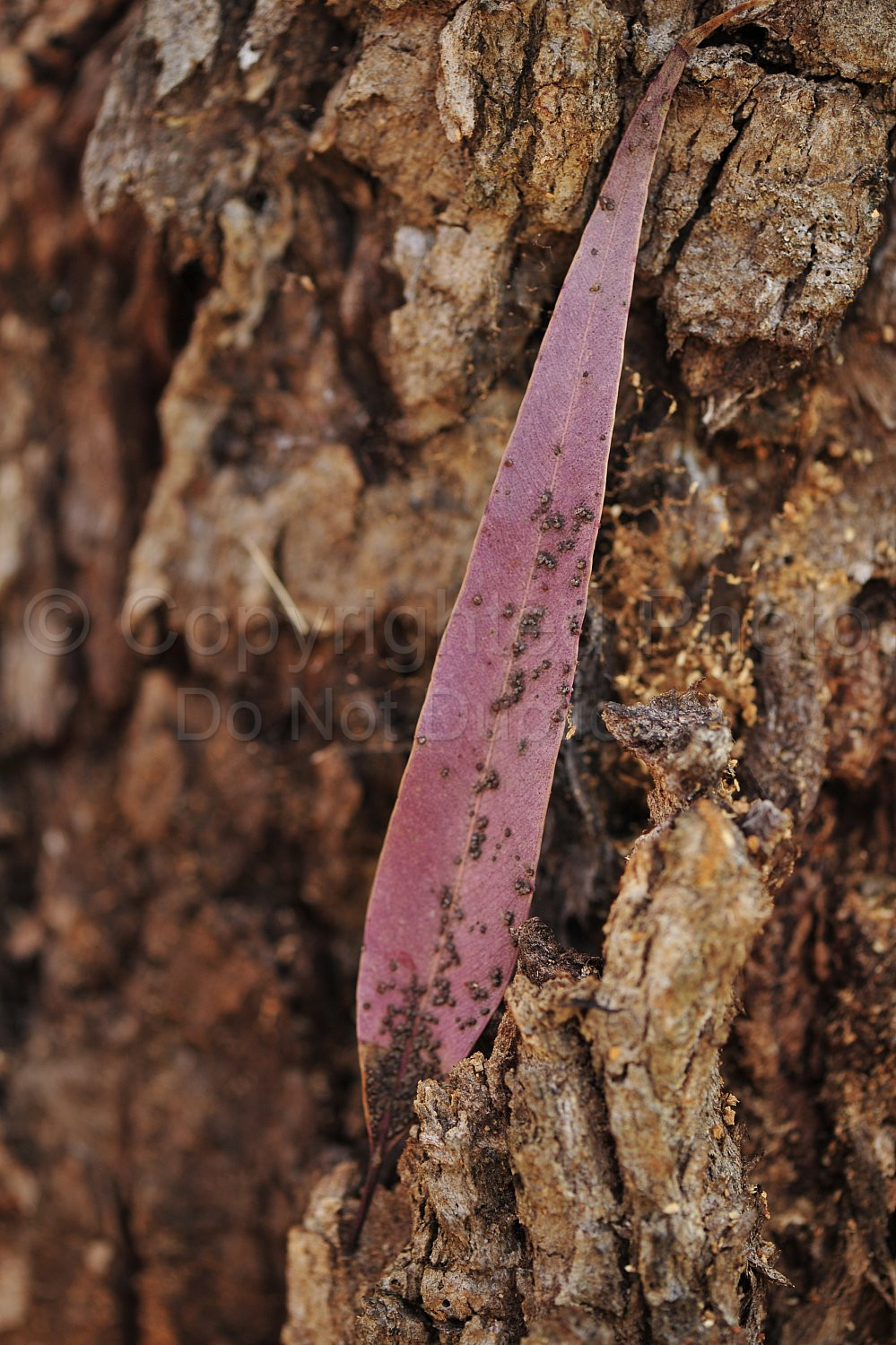 leaf and bark
