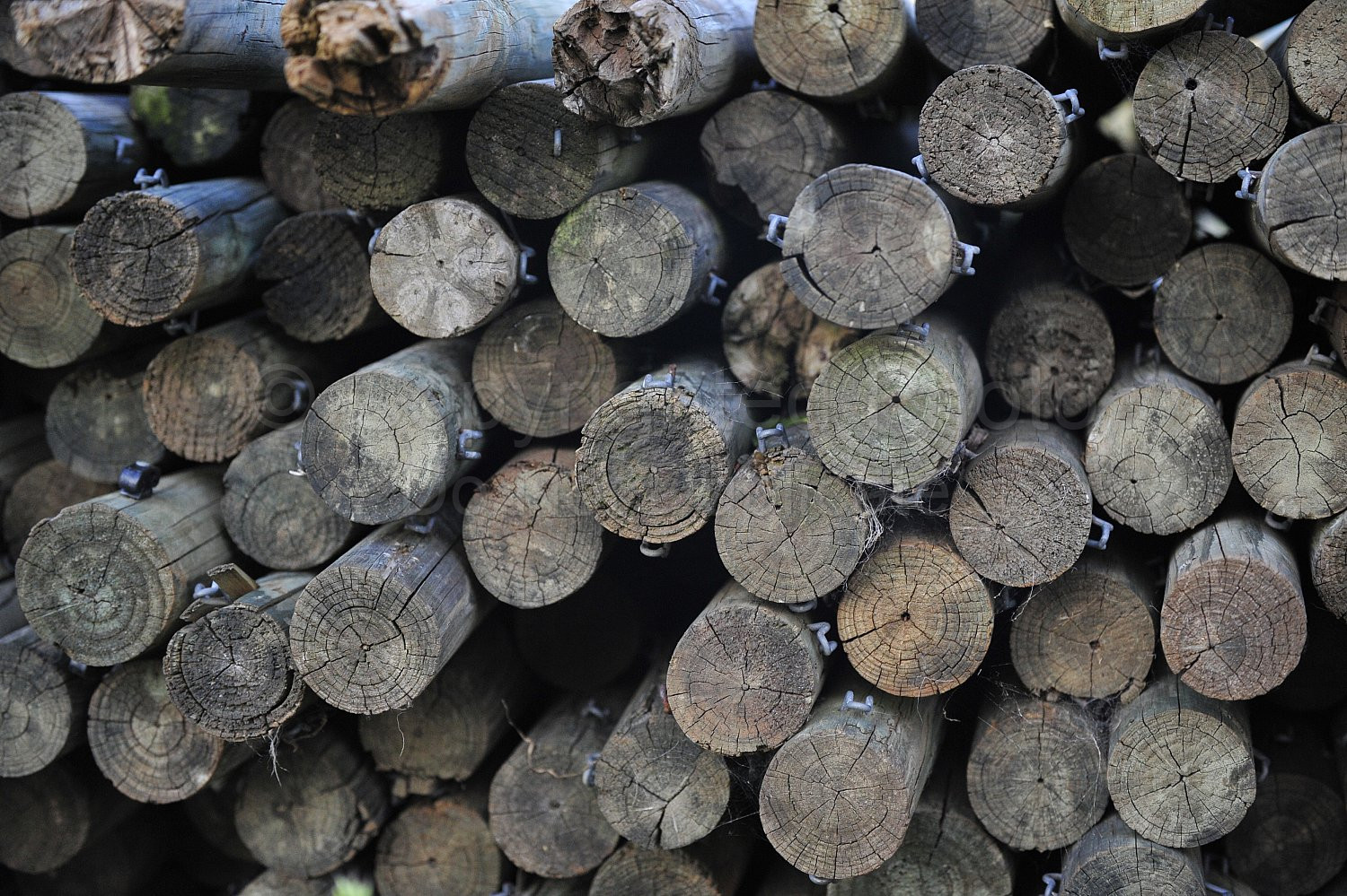 Pine logs
