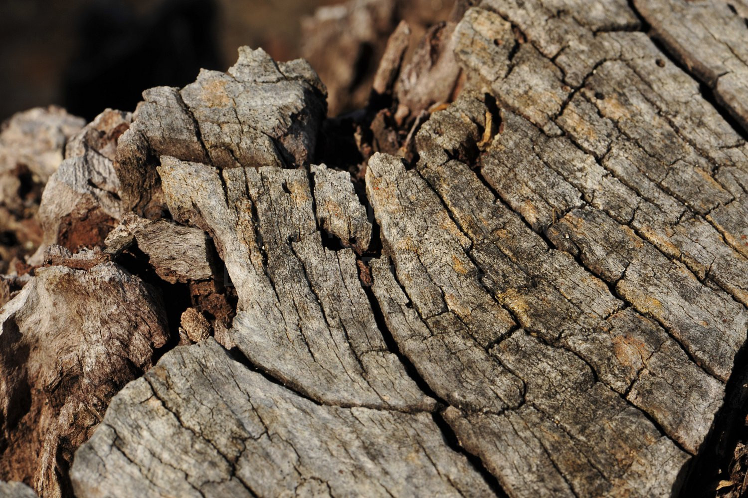 wood grain