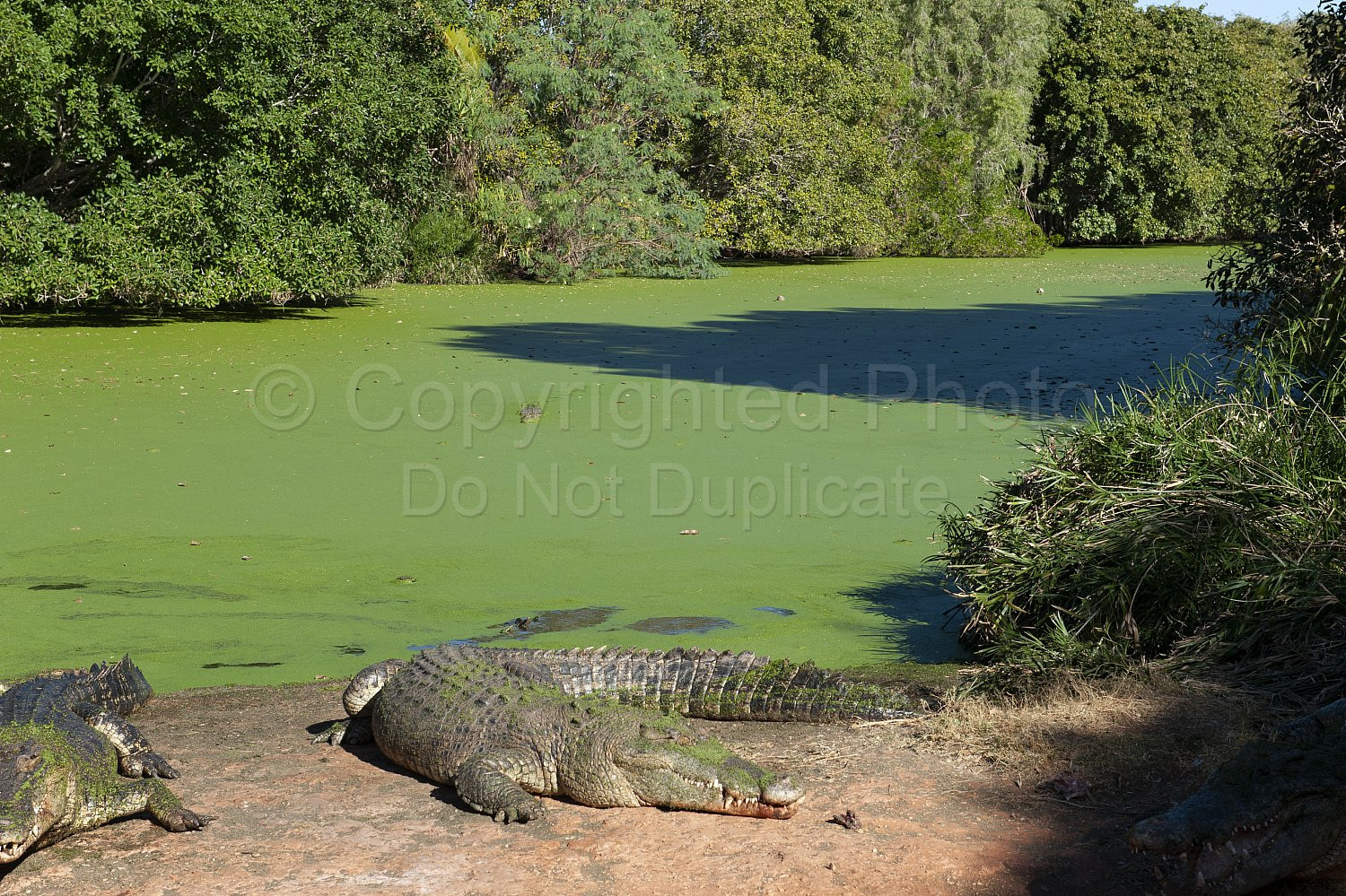 Salt water crocodiles Broome