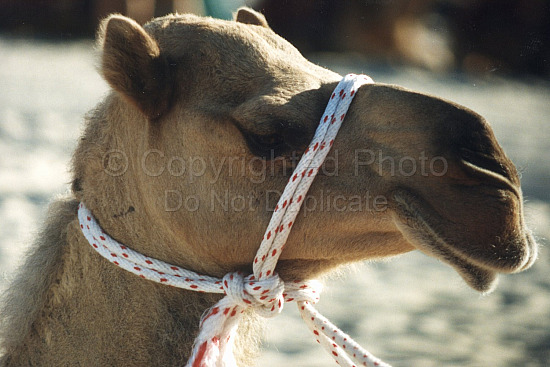 Camels on Cable Beach