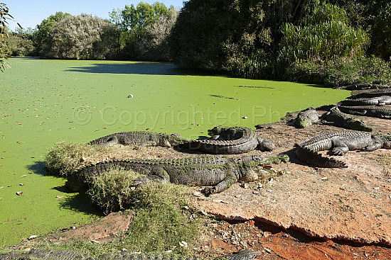 Salt water crocodiles Broome