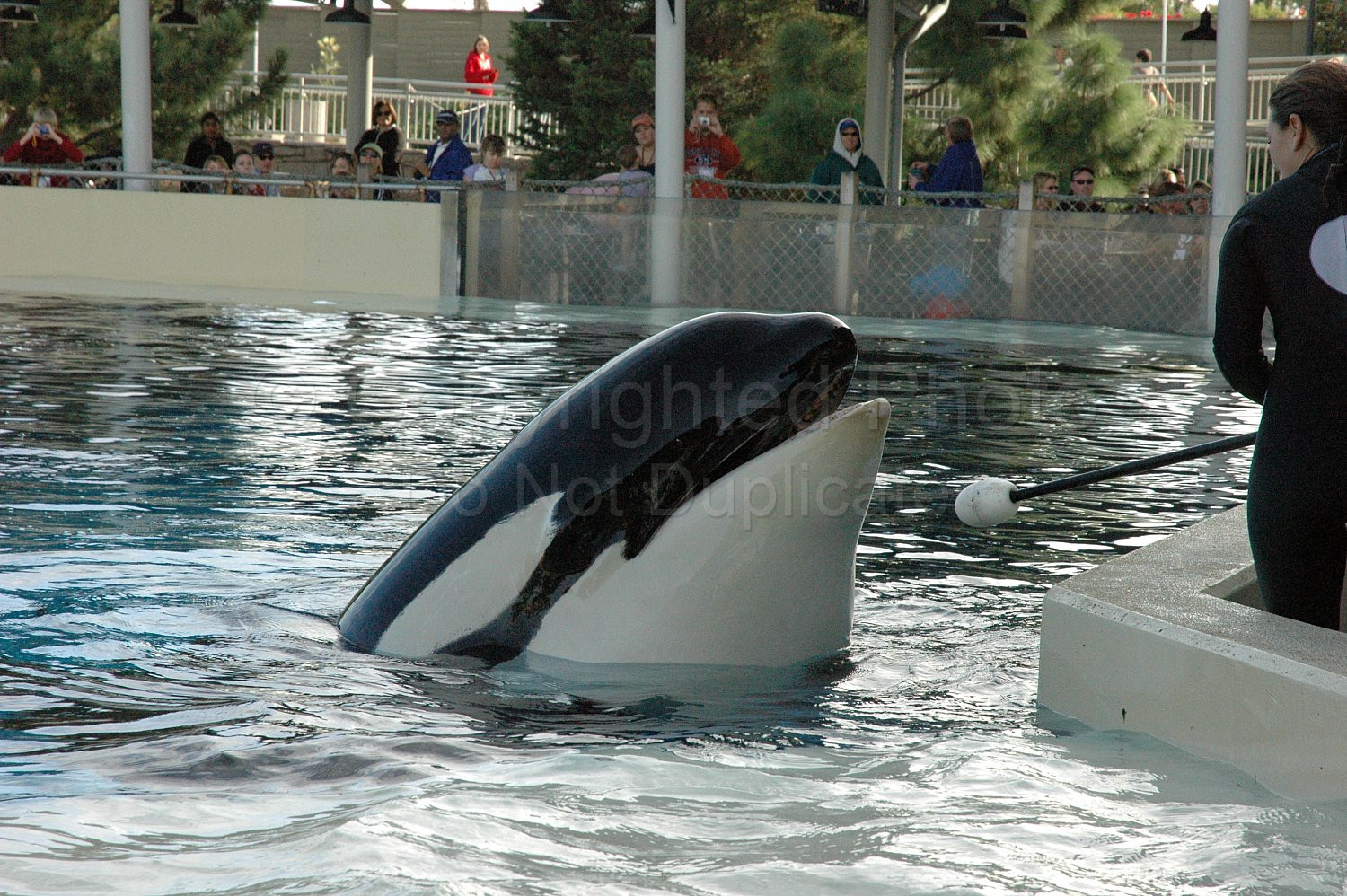Orka Shamu Seaworld