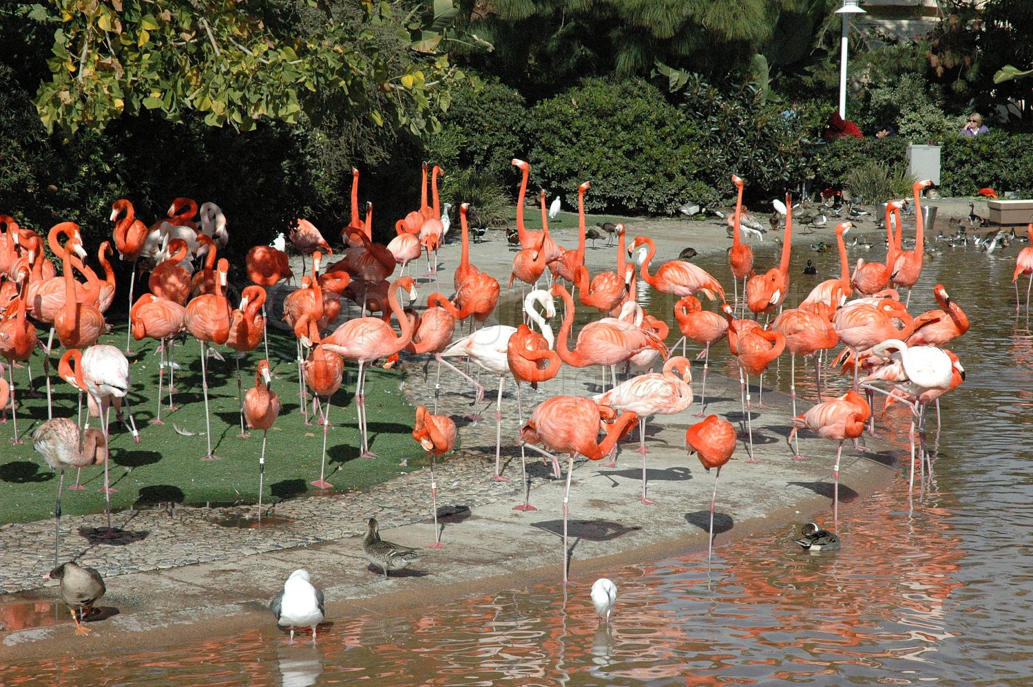 Seaworld Flamingos