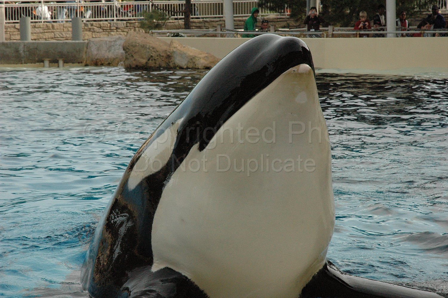 Orka Shamu Seaworld