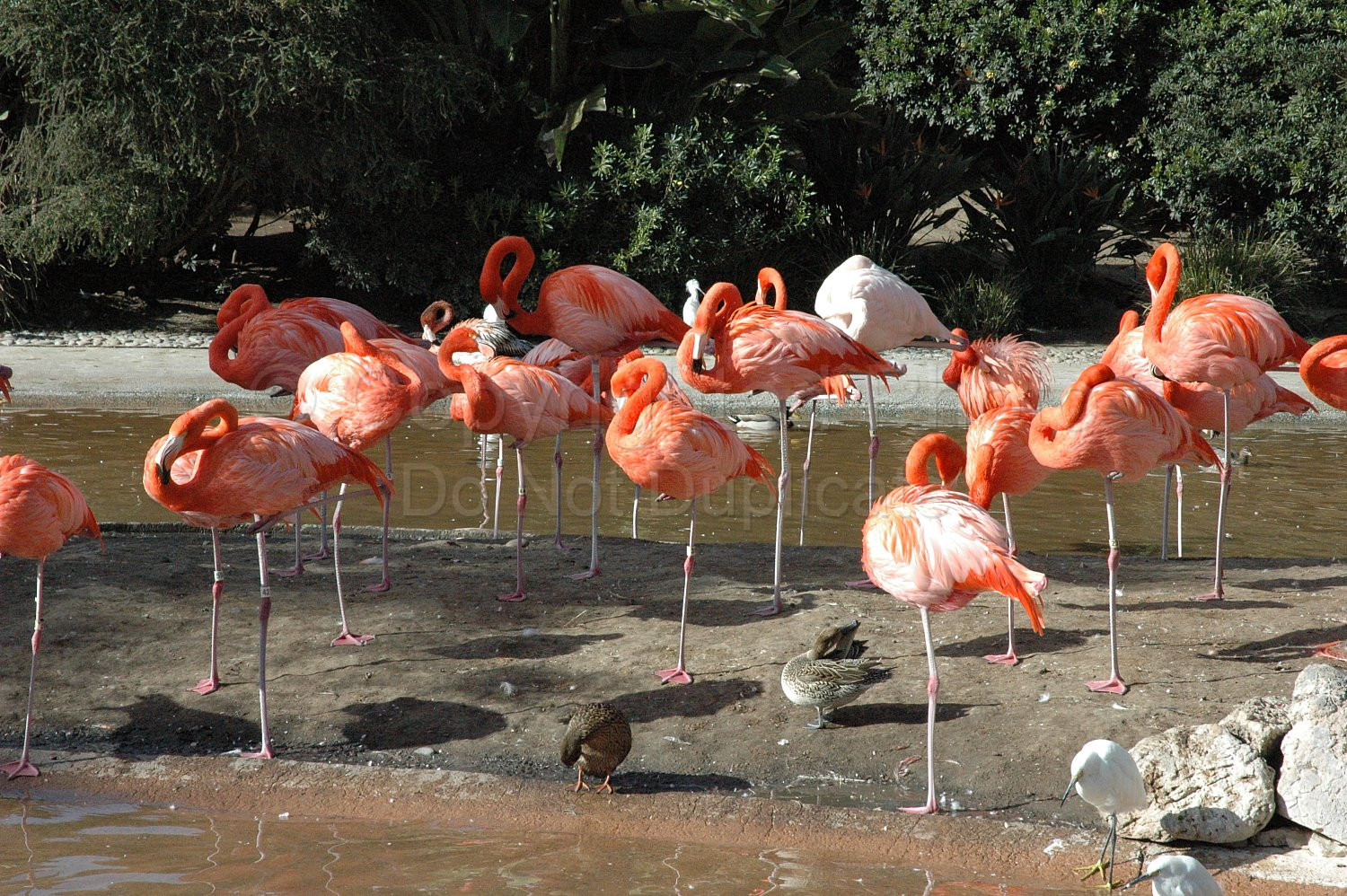 Seaworld Flamingos