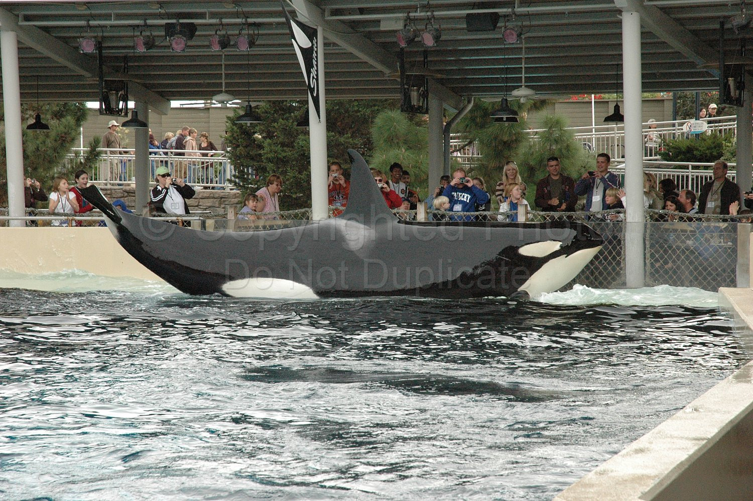 Orka Shamu Seaworld