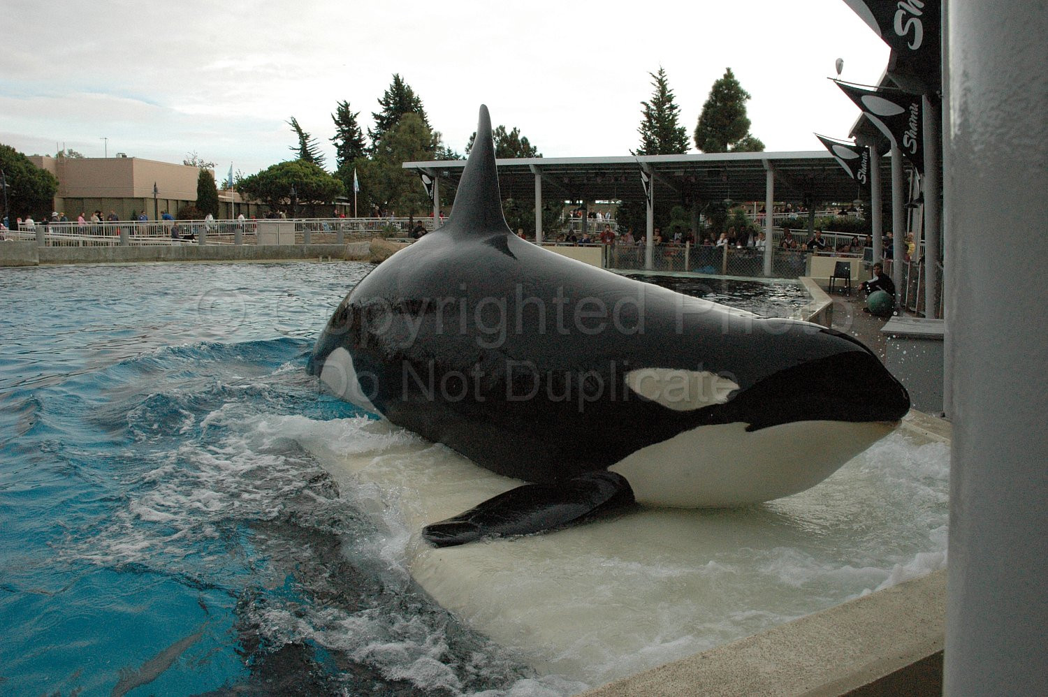 Orka Shamu Seaworld