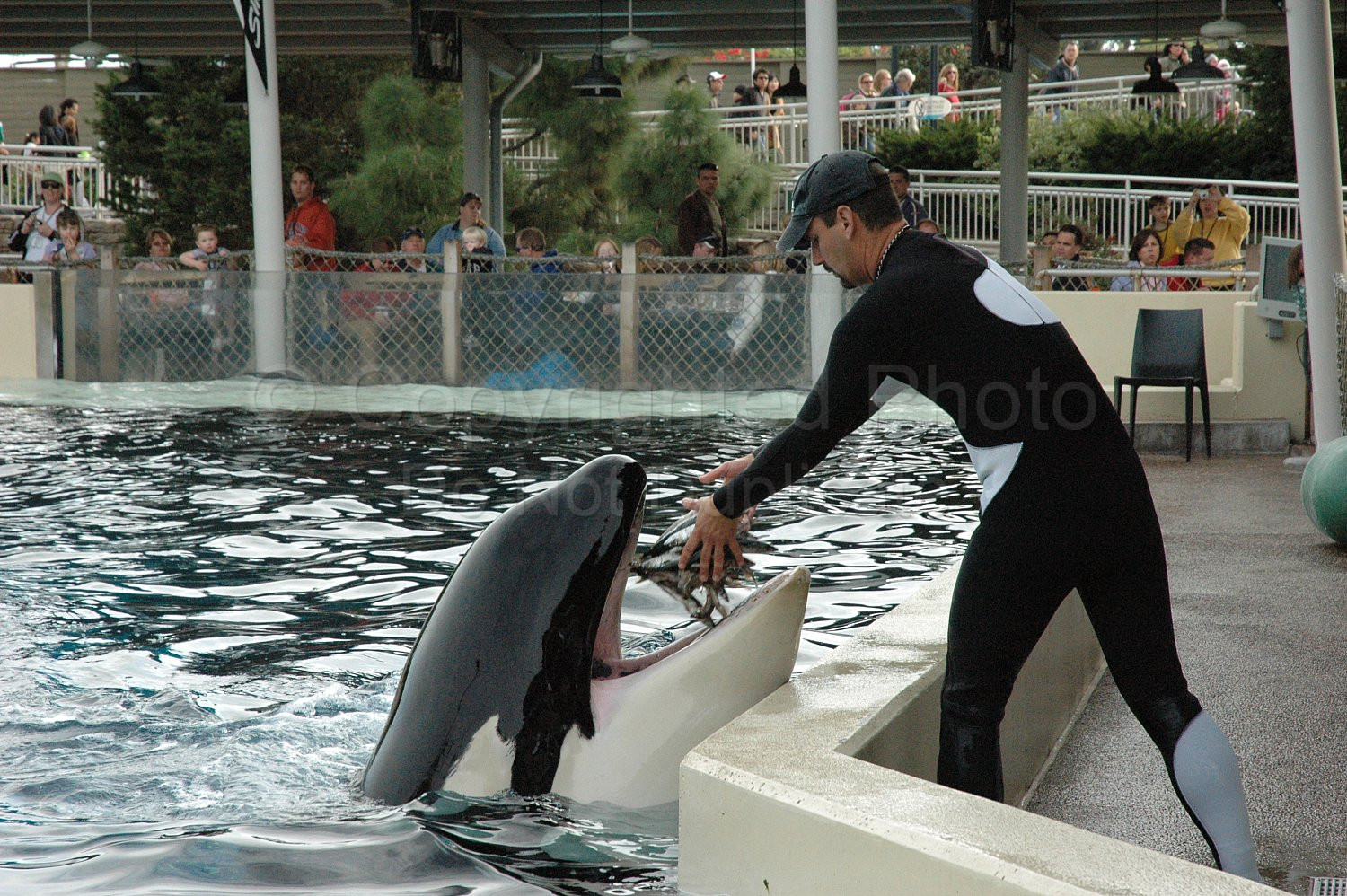 Orka Shamu Seaworld