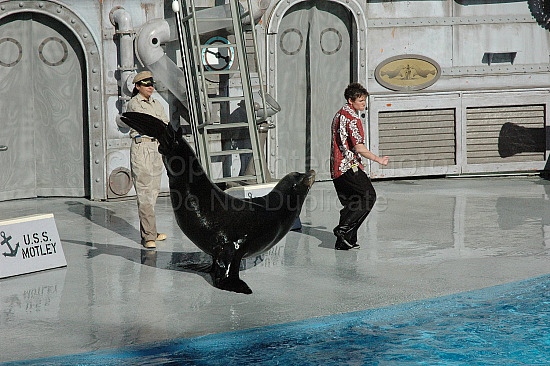 Seaworld seal