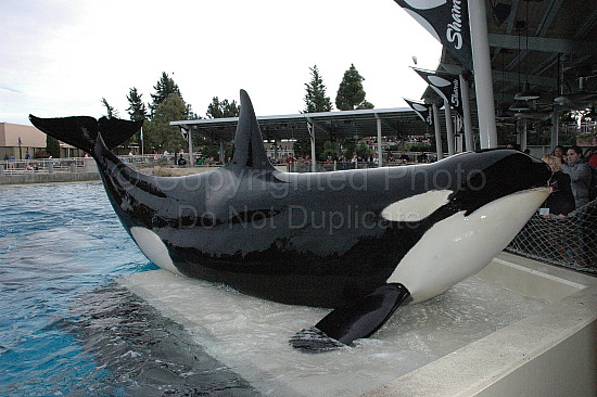 Orka Shamu Seaworld