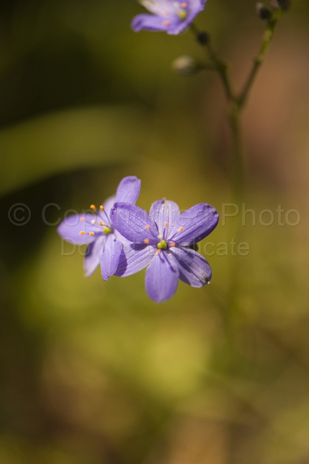 Australian Flora