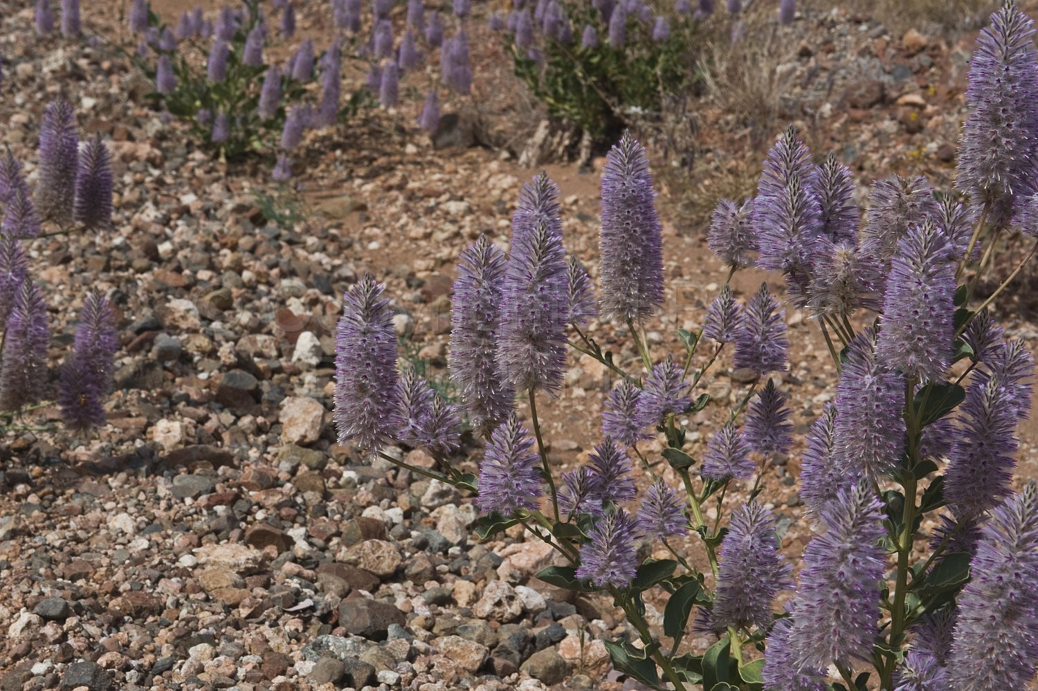Australian Flora
