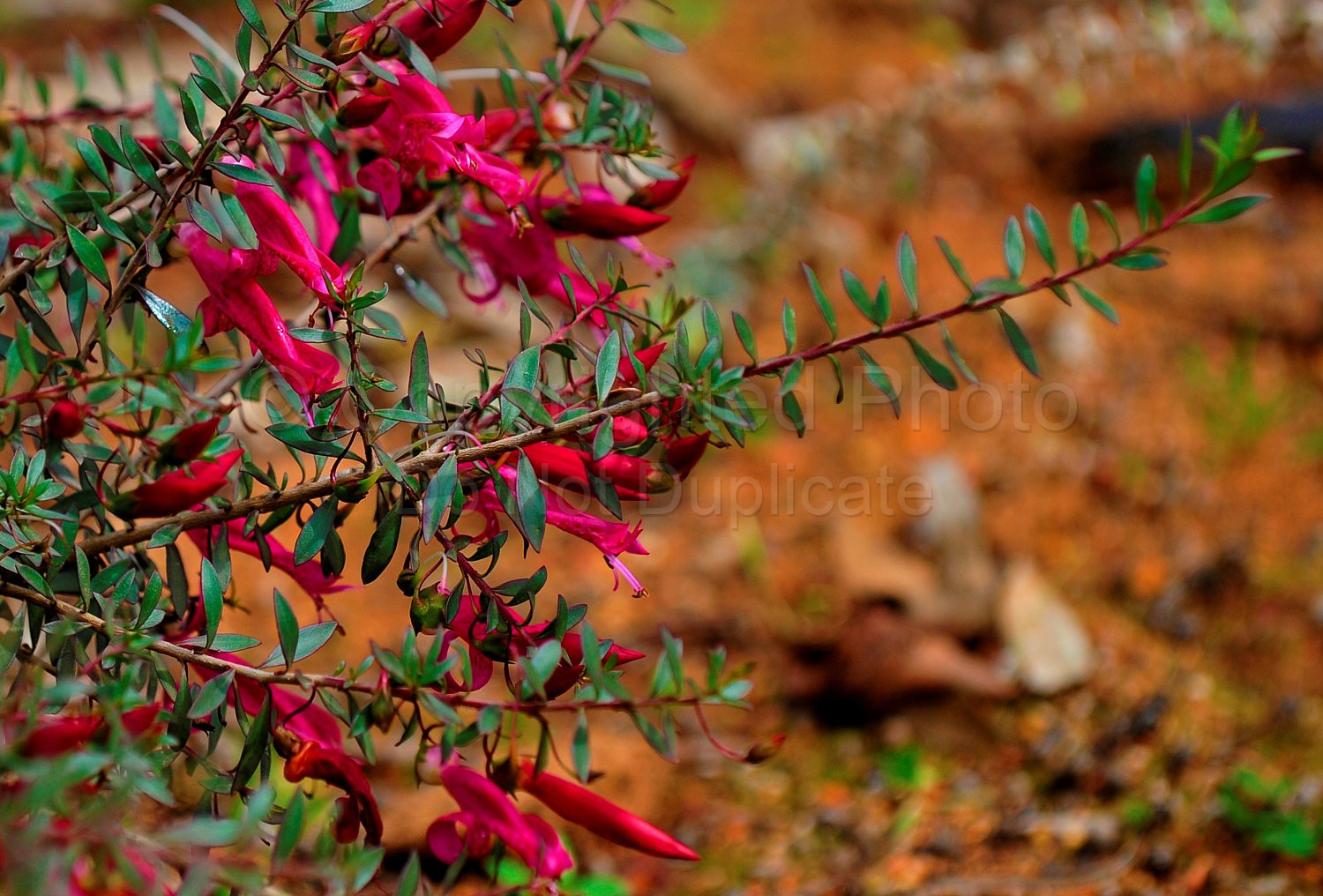 Australian Flora