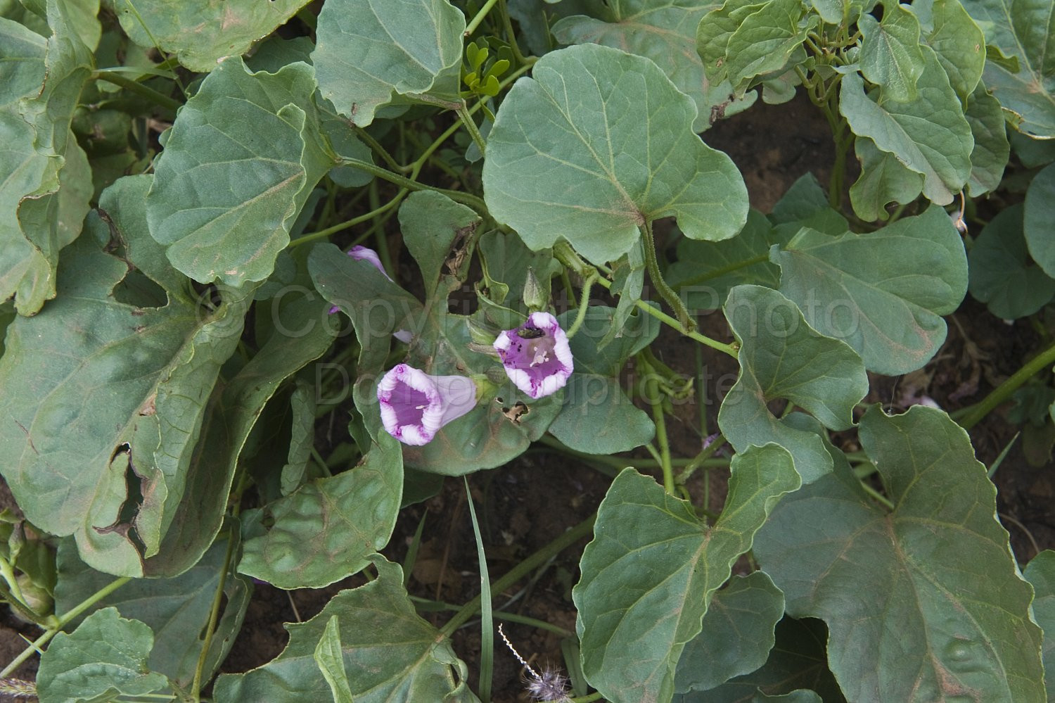Australian Flora