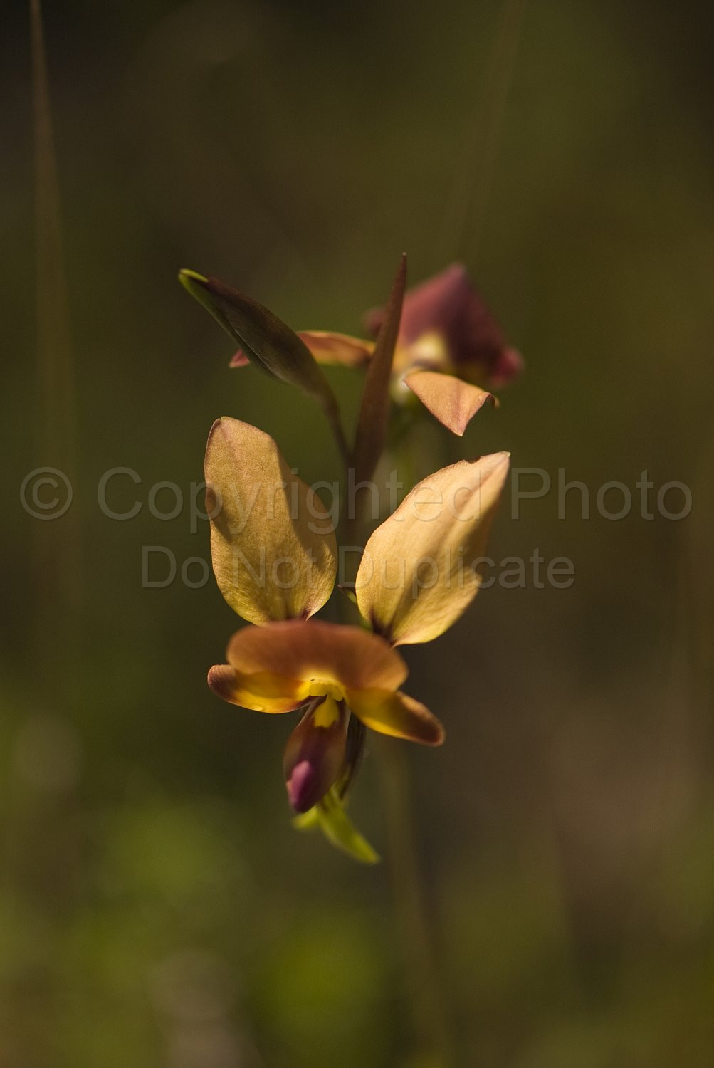 Australian Flora