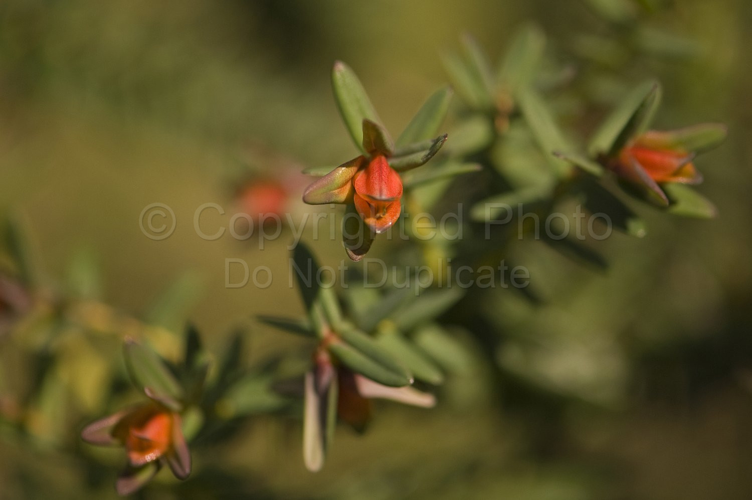 Australian Flora