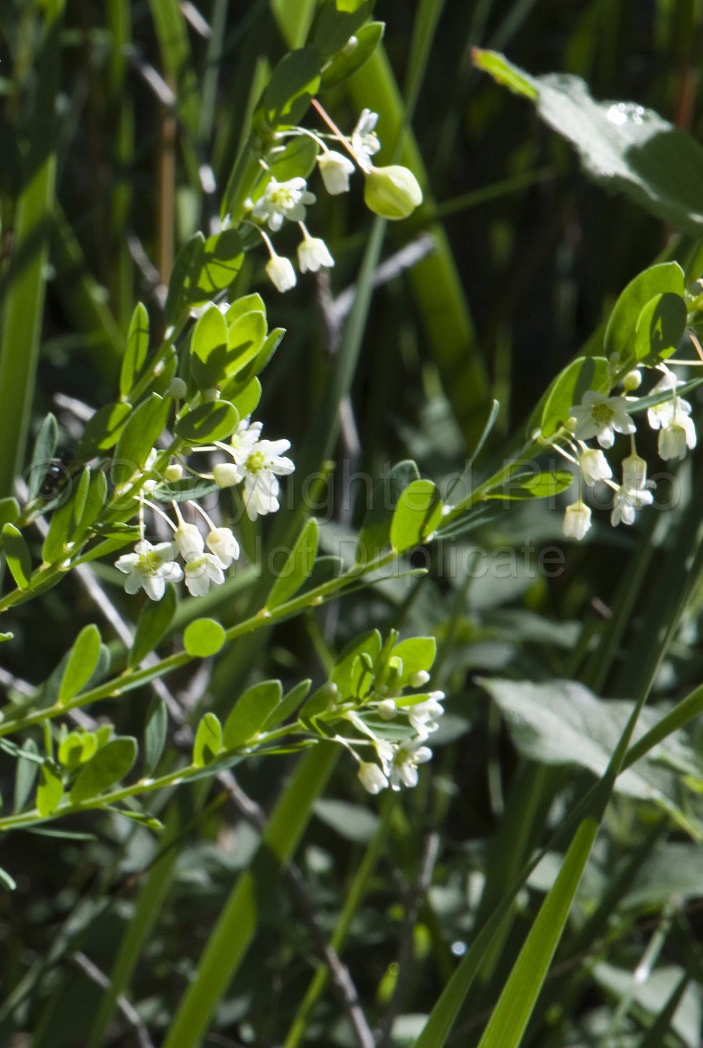Australian Flora
