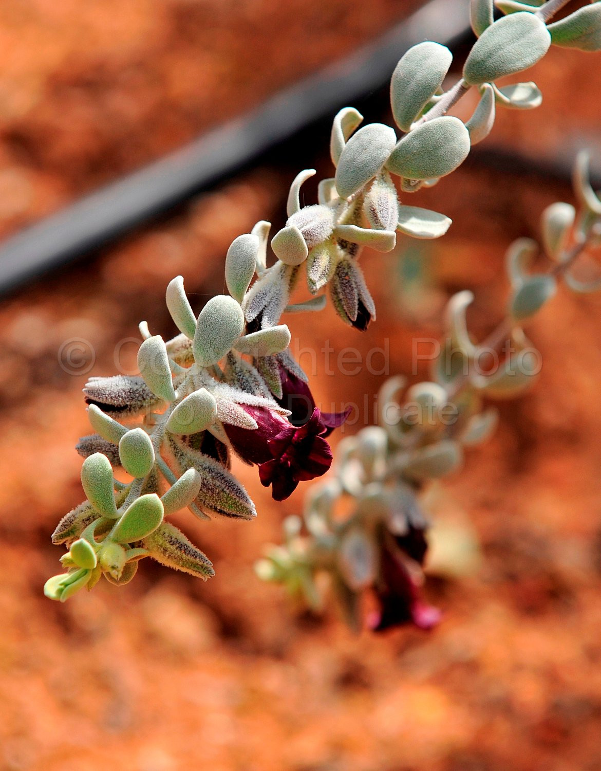 Australian Flora