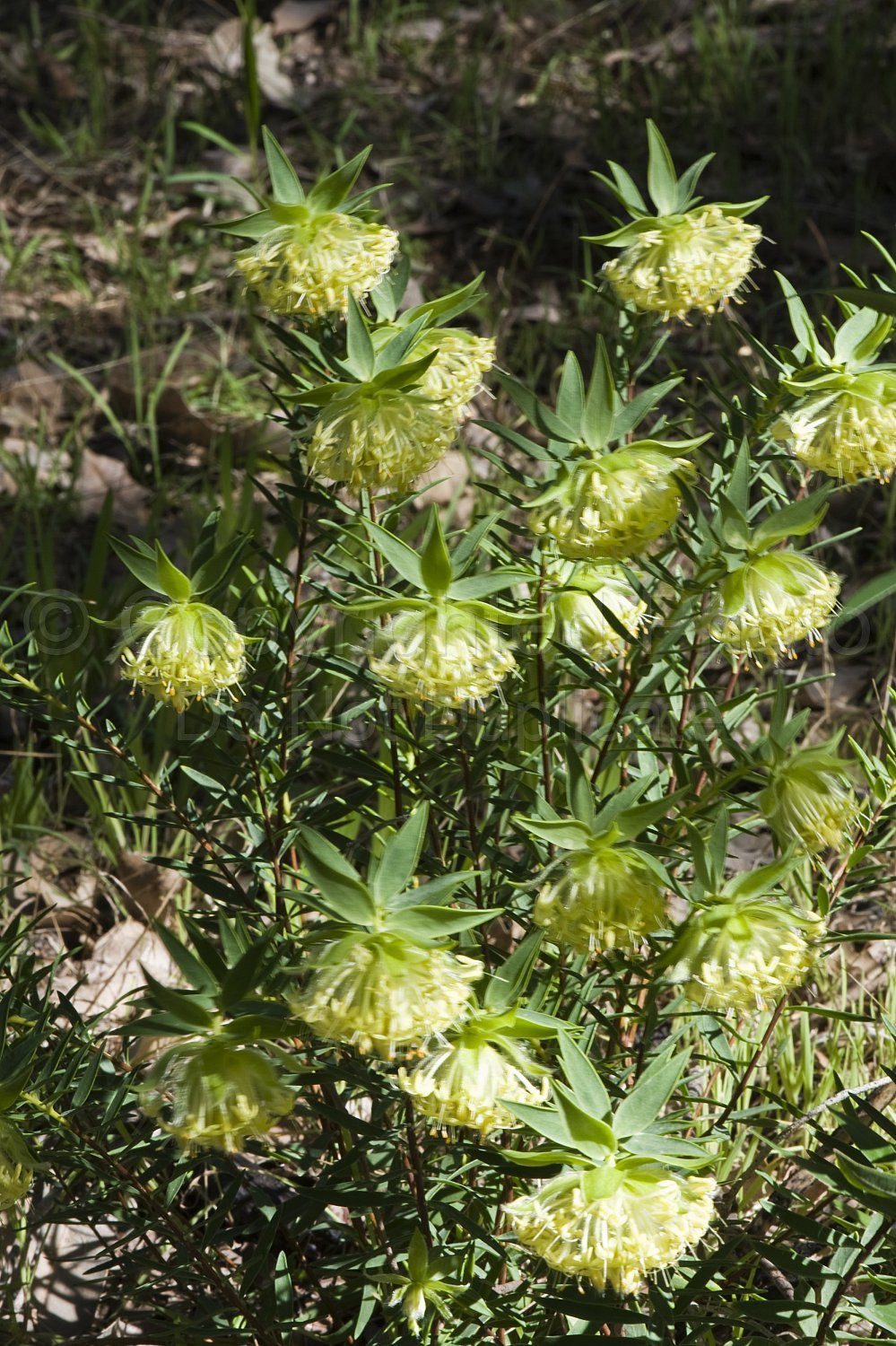 Australian Flora
