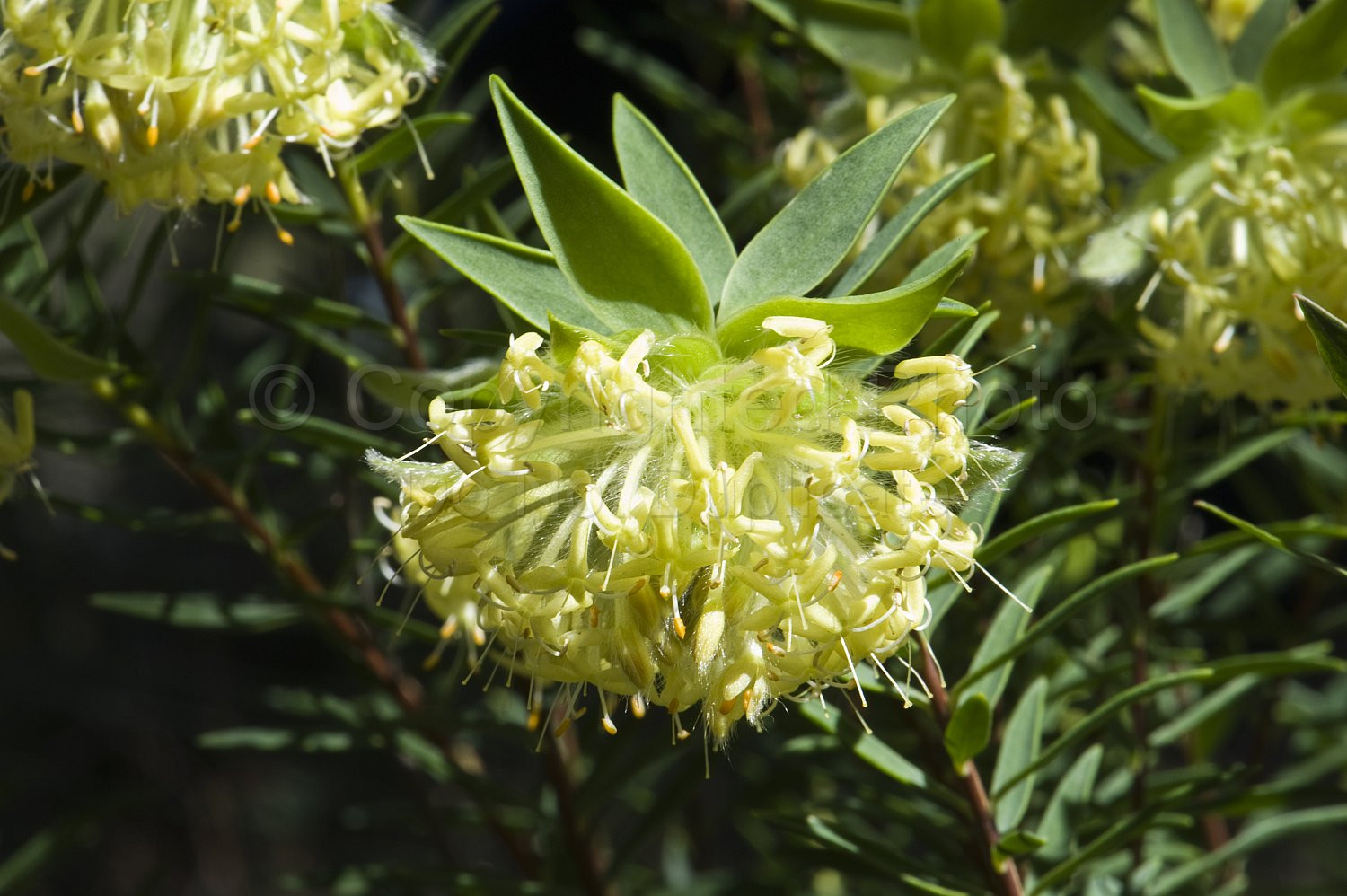 Australian Flora
