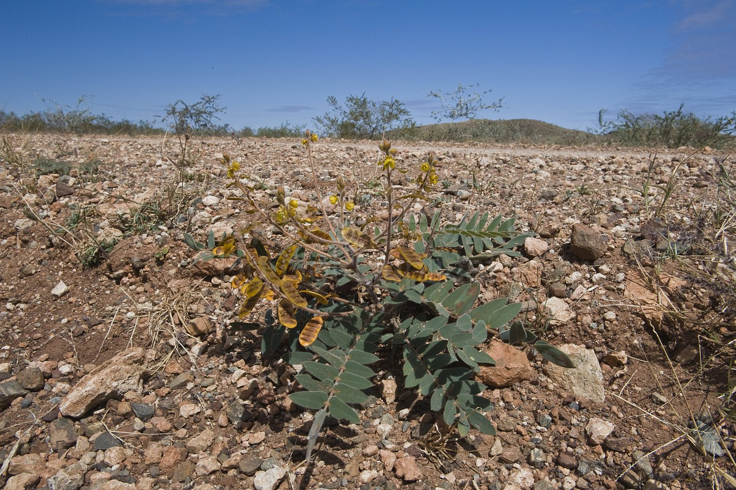 Australian Flora