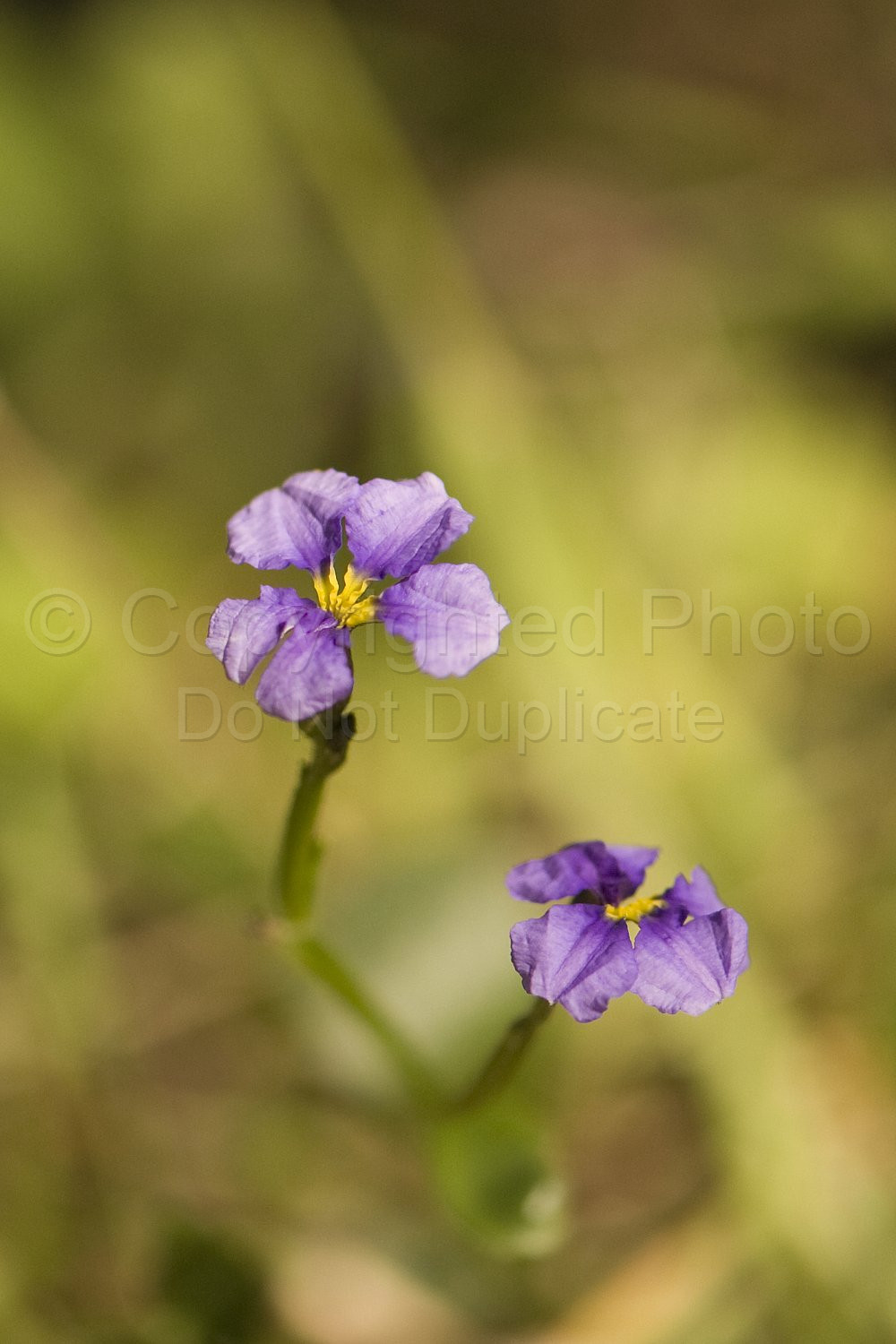 Australian Flora