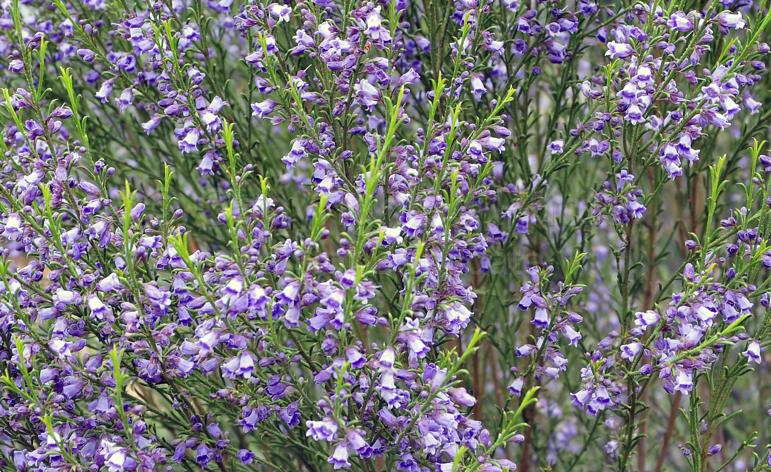 Australian Flora