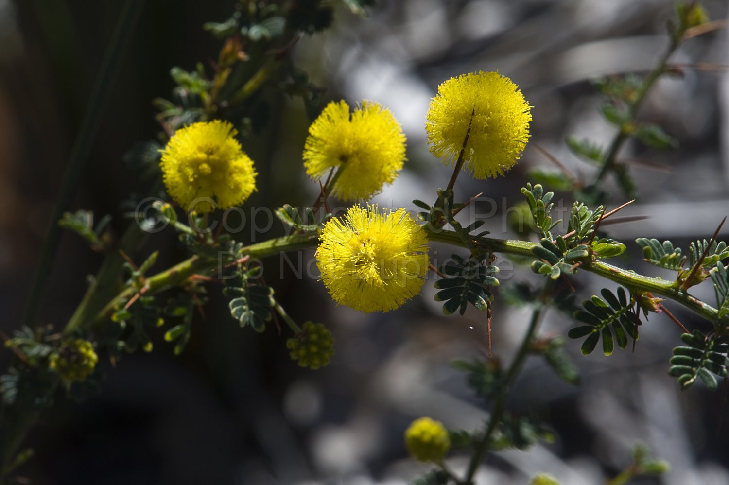 Australian Flora