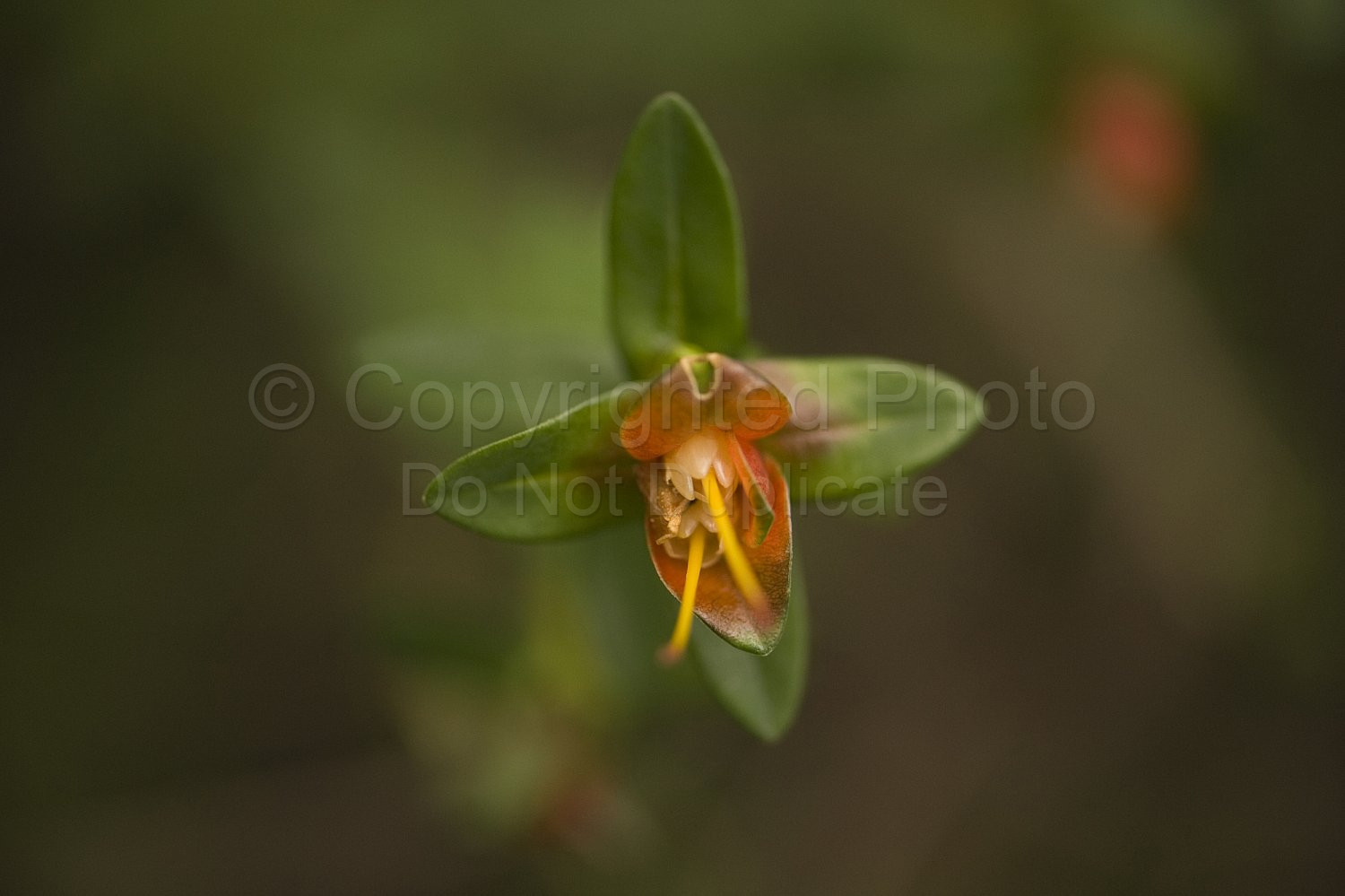 Australian Flora