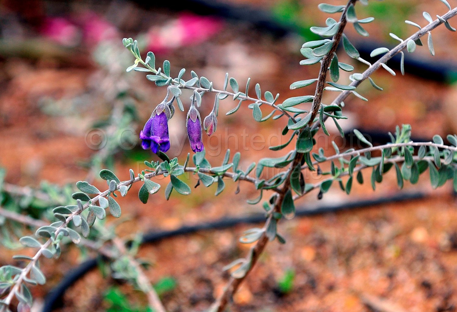 Australian Flora