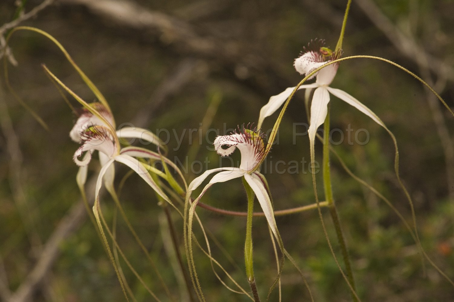 Australian Flora