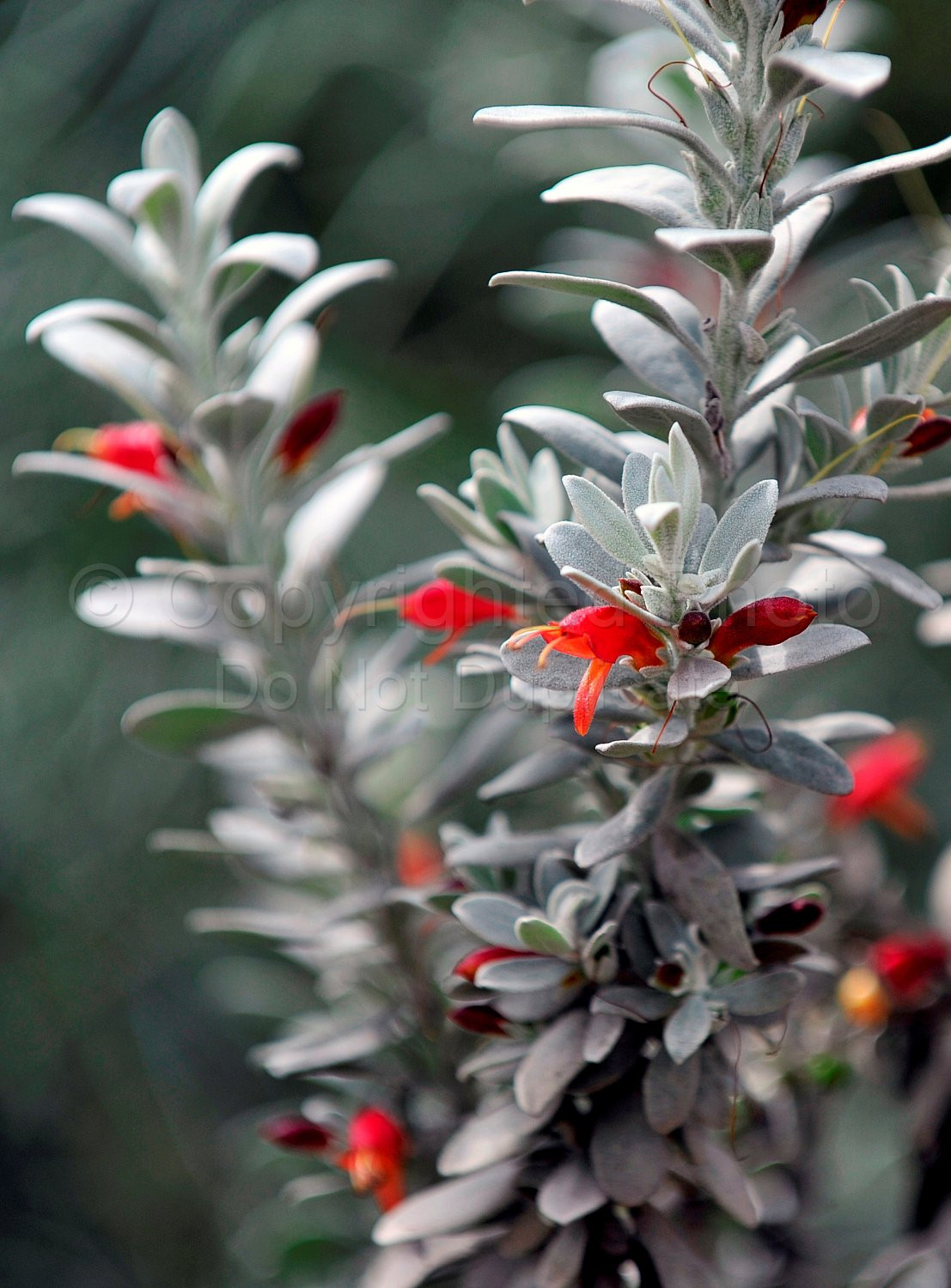 Australian Flora