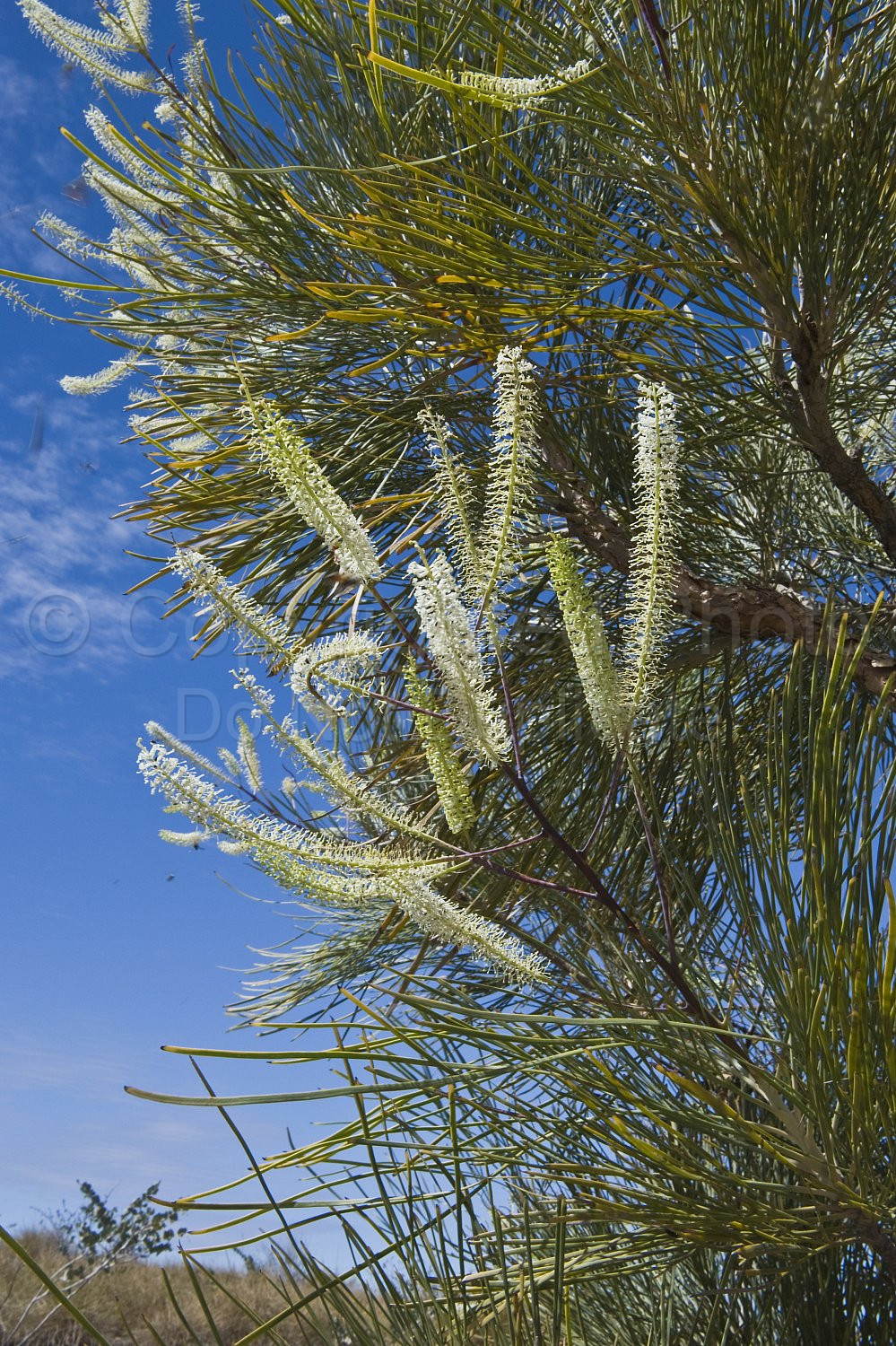 Australian Flora