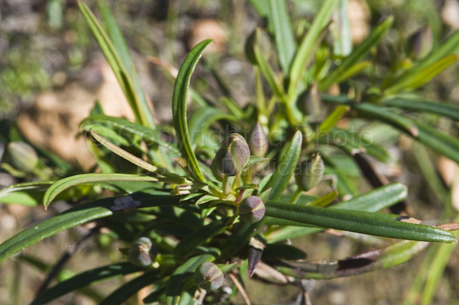 Australian Flora