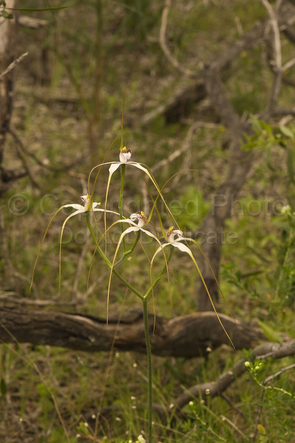 Australian Flora