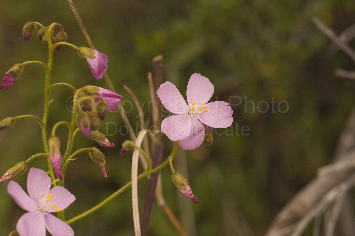 Australian Flora