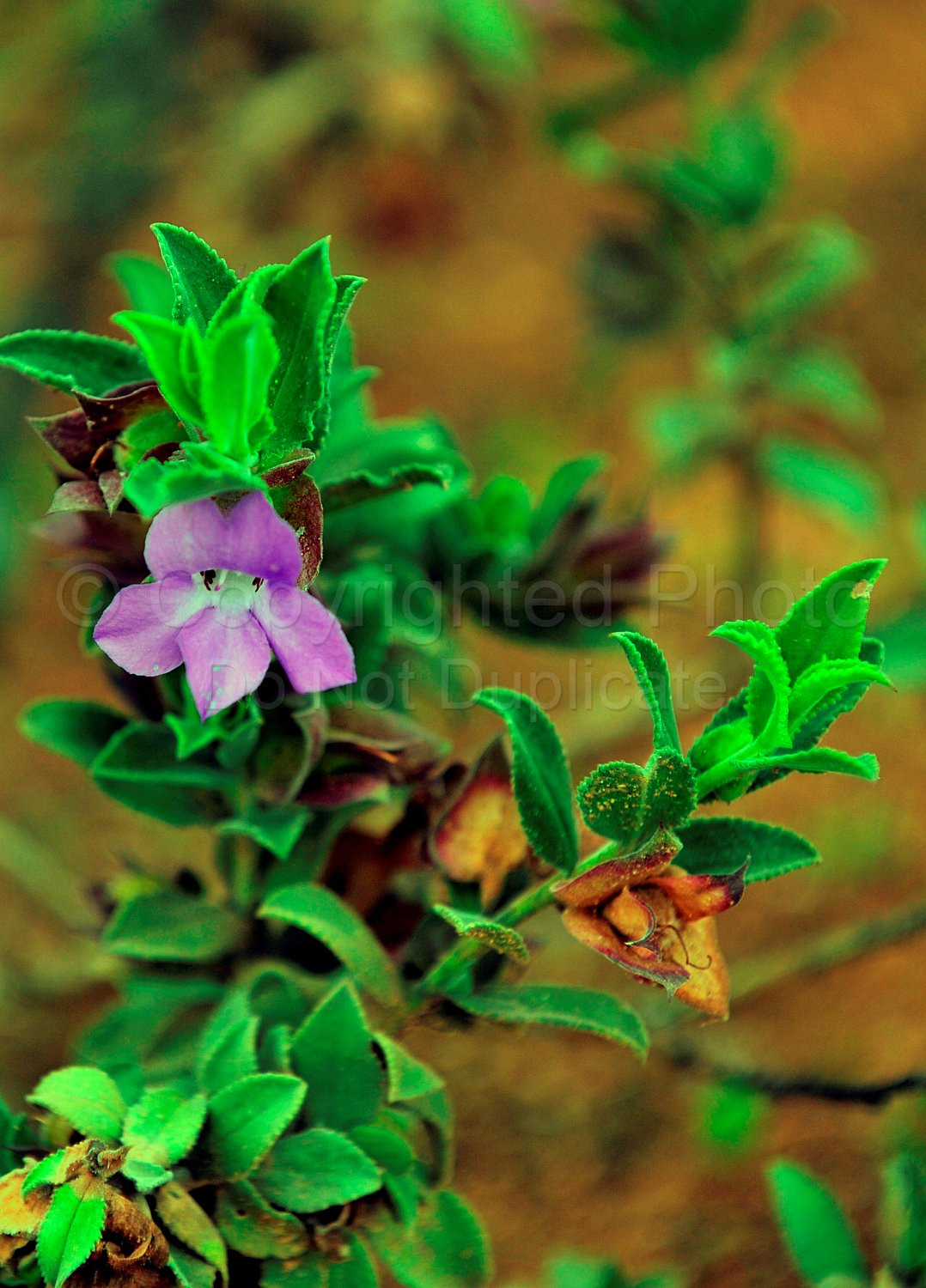 Australian Flora