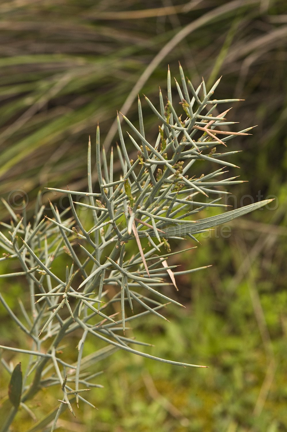 Australian Flora