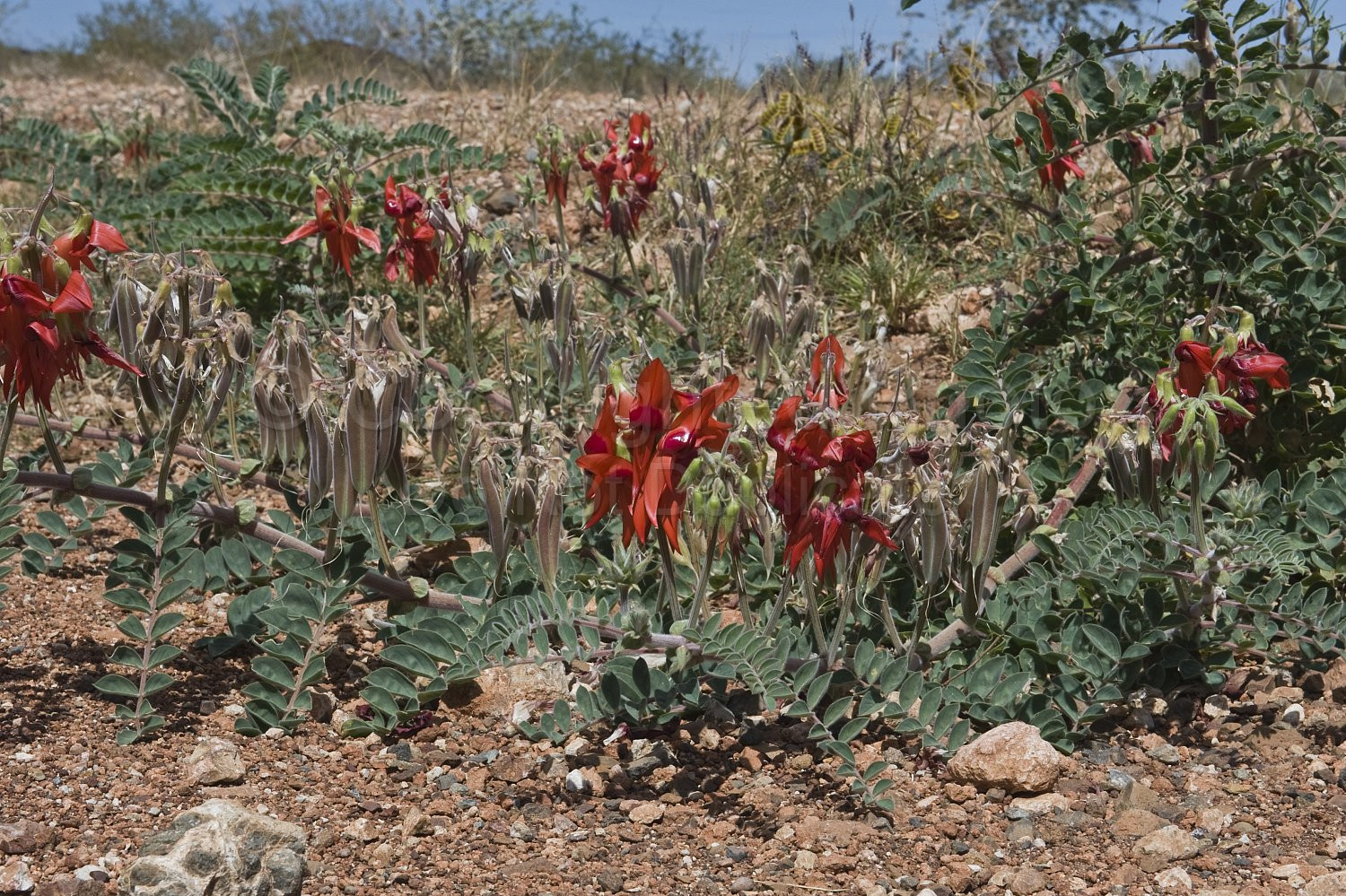 Australian Flora